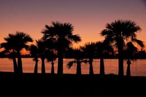 Image of a sunset and palm trees in San Diego