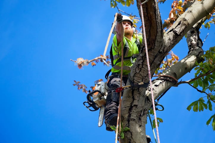 Image of a man working in a tree who uses a tree care answering service