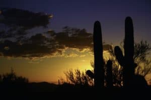 Image of Saguaro National park at sunset near Tucson, Arizona